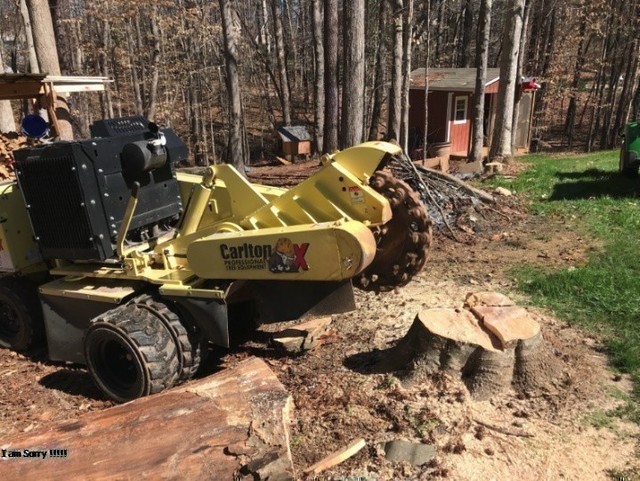 stump grinding alexandria Tree Service Alexandria VA