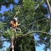 tree trimming alexandria - Tree Service Alexandria VA