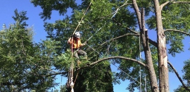 tree trimming alexandria Tree Service Alexandria VA