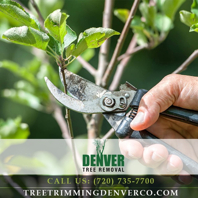 Denver Tree Removal | Call Us: (720) 735-7700 Denver Tree Removal | Call Us: (720) 735-7700