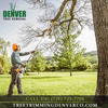 Denver Tree Removal | Call Us: (720) 735-7700