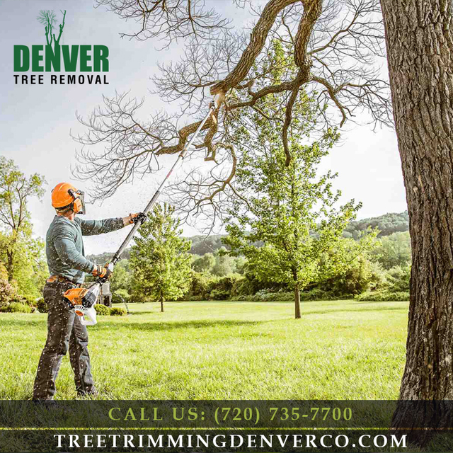 Denver Tree Removal | Call Us: (720) 735-7700 Denver Tree Removal | Call Us: (720) 735-7700