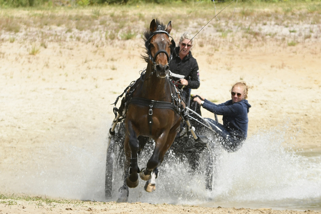 31 balingehofforum