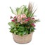 Next Day Delivery Flowers P... - Flower in Chickasaw