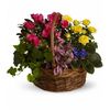 Same Day Flower Delivery La... - Flower in Tacoma
