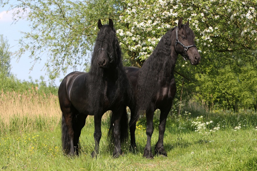 66727003 2149305341864145 1475762578360631296 o - 