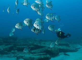 Jupiter Dive Center Picture Box