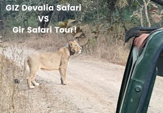 GIZ Devalia Safari VS Gir Safari Tour The Globetrot Mom