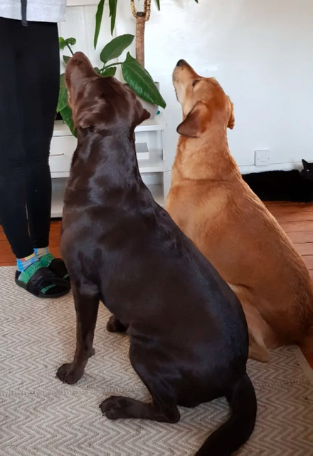 My Luka Dog Training Solutions picture box