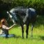 trail horse - Paso Fino Horse Association