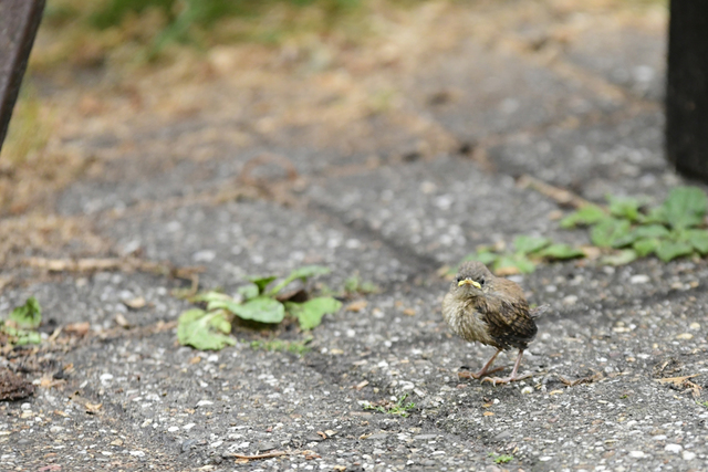 vogel(1) balingehofforum