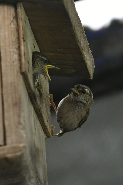 vogel(2) balingehofforum