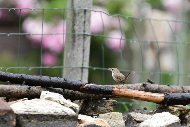 vogel(8) balingehofforum