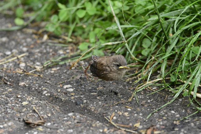 vogel(26) balingehofforum