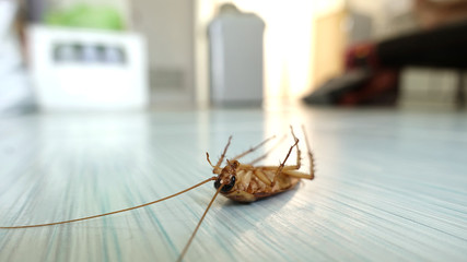 Pest Control Services Pacific Pest Control
