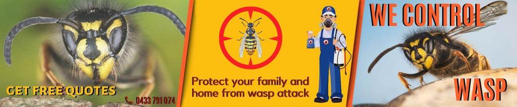 wasp-removal-melbourne.. Picture Box