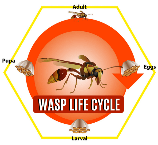 WASP-LIFE-CYCLE Picture Box