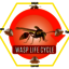 WASP-LIFE-CYCLE - Picture Box