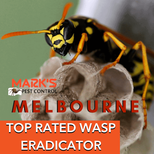 TOP-RATED-WASP-ERADICATOR-melbourne Picture Box