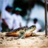 Explore the Best Grand Caym... - Cayman Turtle Center