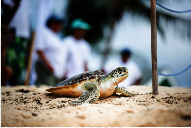 Explore the Best Grand Cayman Excursions Cayman Turtle Center