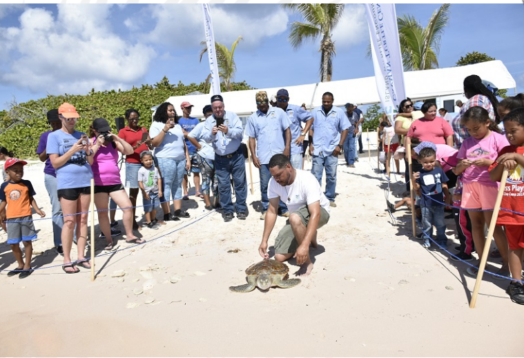 Cayman Annual Turtle Release Program Cayman Turtle Center