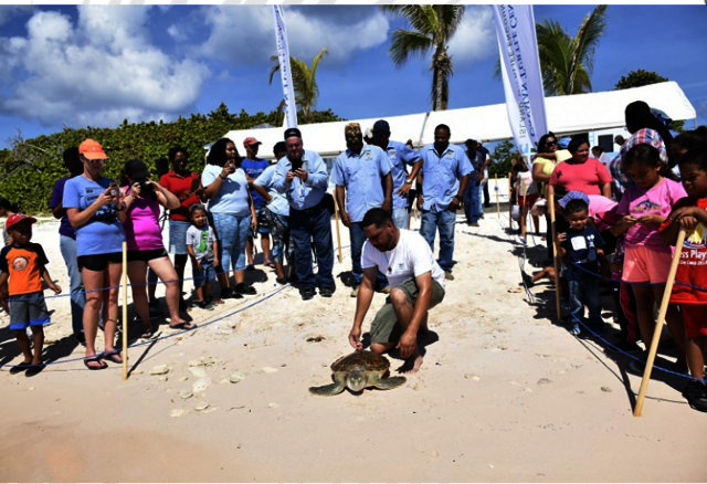 Cayman Annual Turtle Release Program Cayman Turtle Center