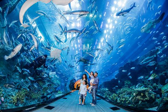 Dubai Aquarium Picture Box