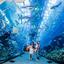 Dubai Aquarium - Picture Box