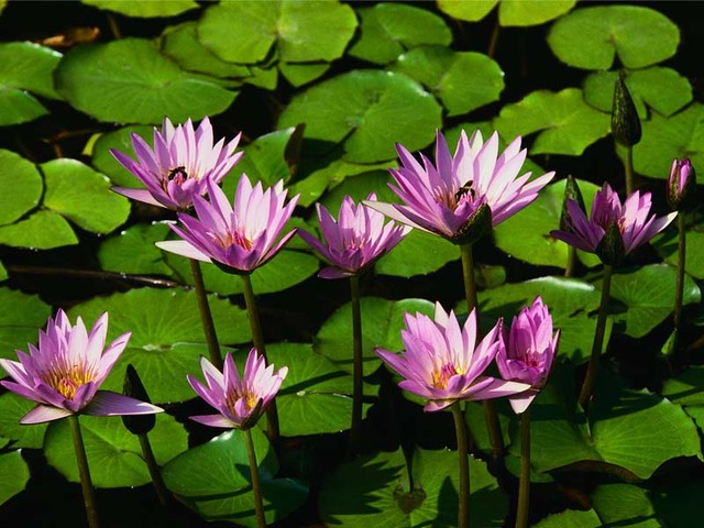 Water lilies Picture Box