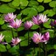 Water lilies - Picture Box