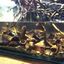 Blackwater aquarium black s... - Aquascaping, Aquarium plants, Aquariums