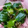 ECHINODORUS SP IGUAZU - Aquascaping, Aquarium plant...