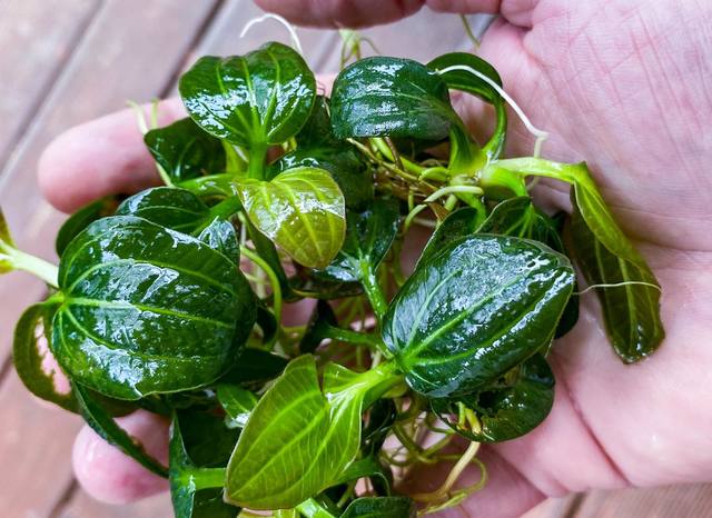 ECHINODORUS SP IGUAZU Aquascaping, Aquarium plants, Aquariums