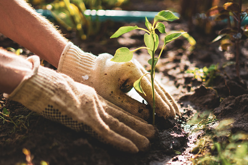 Tiny Yard Layout Concepts - Landscaping as well as TROP LAWN CARE ATLANTA