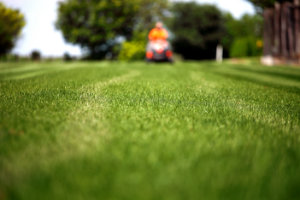 The Length Of Time Should Your Lawn Be Mowed? TROP LAWN CARE ATLANTA