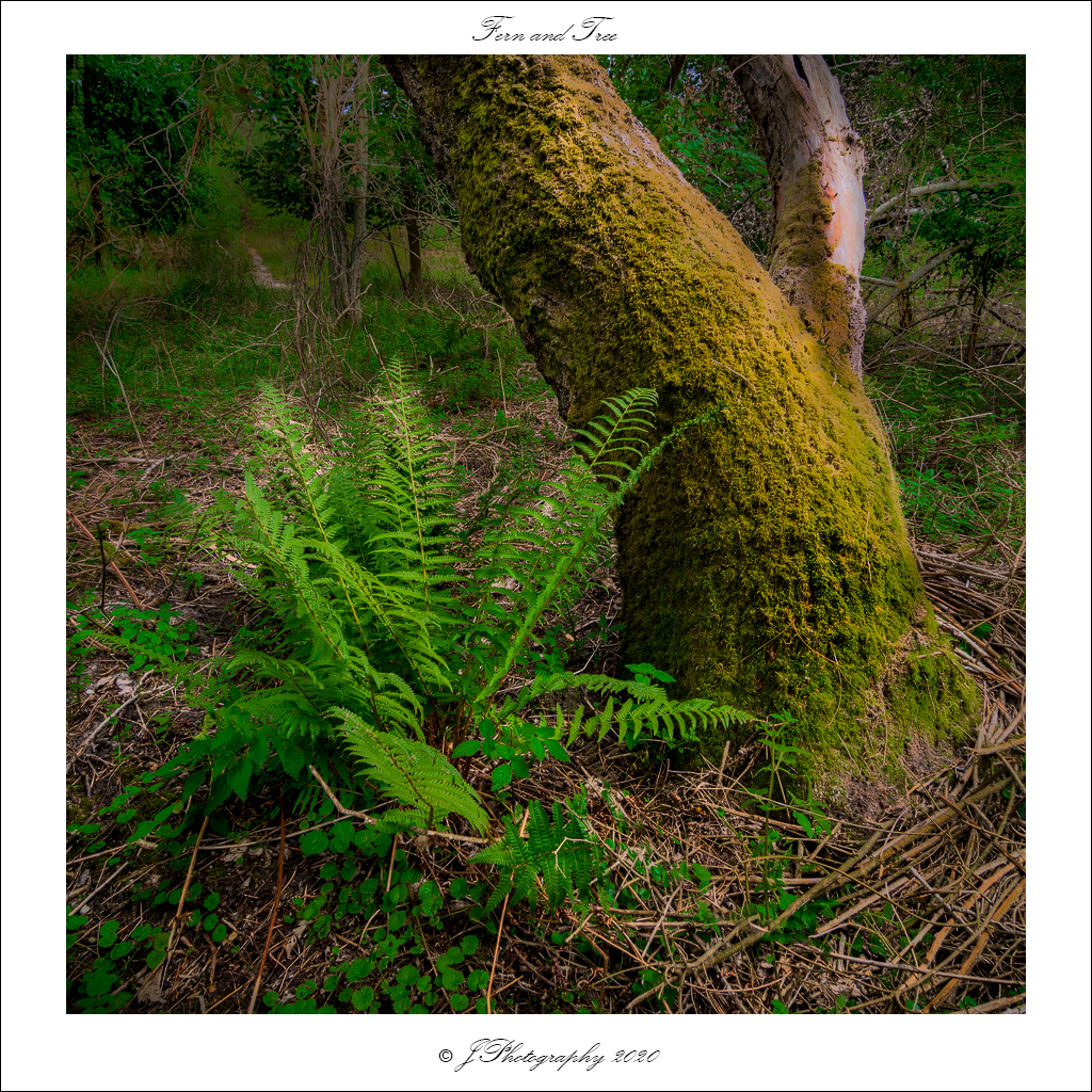  DSC0217 Fern and Tree - 