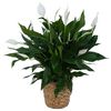 Buy Flowers Turnersville NJ - Florist in Turnersville, NJ