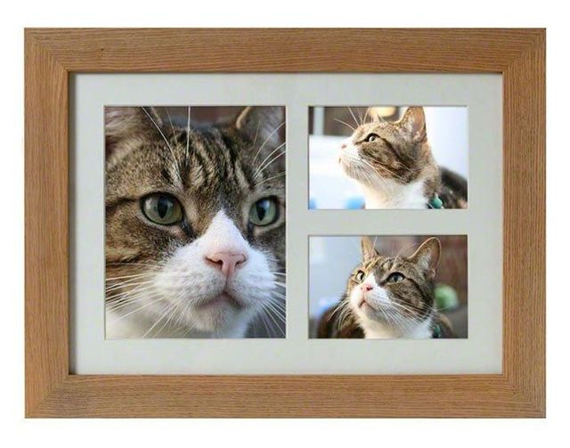 Phoenix Pet Cremations Picture Box