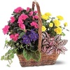 Fresh Flower Delivery Orlan... - Florist in Tinley Park, IL