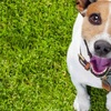 How-to-Train-Your-Dog-to-Us... - Picture Box