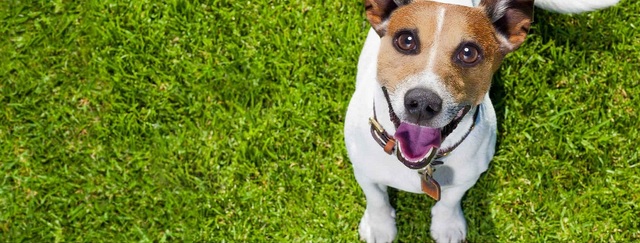 How-to-Train-Your-Dog-to-Use-Fake-Grass-1 Picture Box