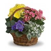 Next Day Delivery Flowers S... - Flower Delivery in St