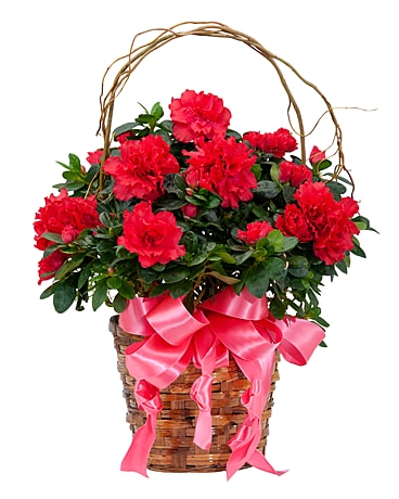 Send Flowers Prospect KY Florist in Prospect, KY
