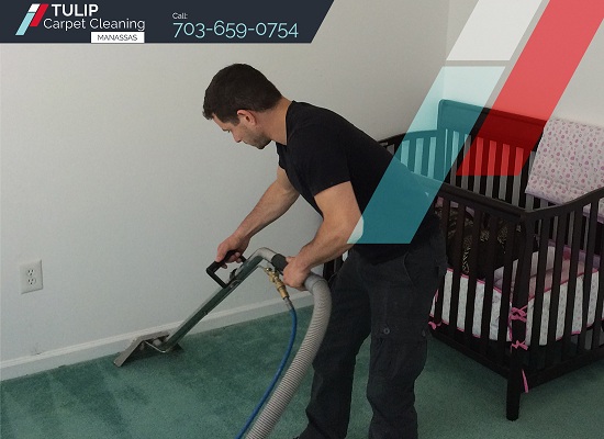 Tulip Carpet Cleaning Manassas | Carpet Cleaning M Tulip Carpet Cleaning Manassas | Carpet Cleaning Manassas | Call (703) 659-0754