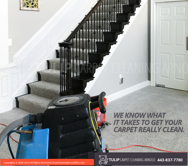 Tulip Carpet Cleaning Arnold | Carpet Cleaning Arn Tulip Carpet Cleaning Arnold | Carpet Cleaning Arnold