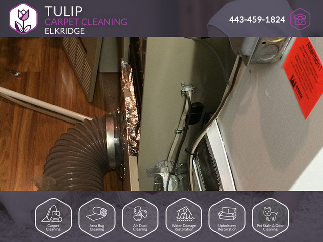 Tulip Carpet Cleaning Elkridge | Carpet Cleaning E Tulip Carpet Cleaning Elkridge | Carpet Cleaning Elkridge