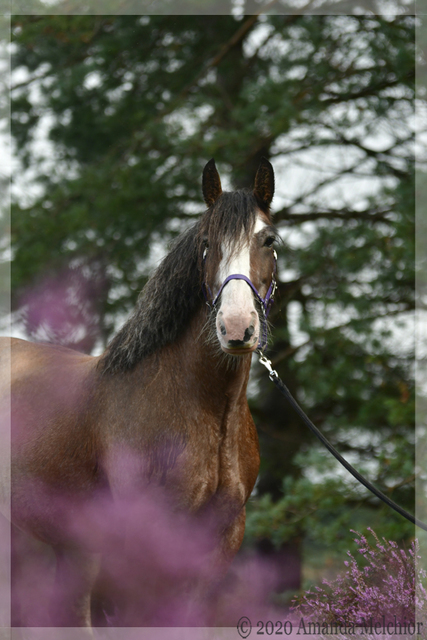 19 balingehofforum