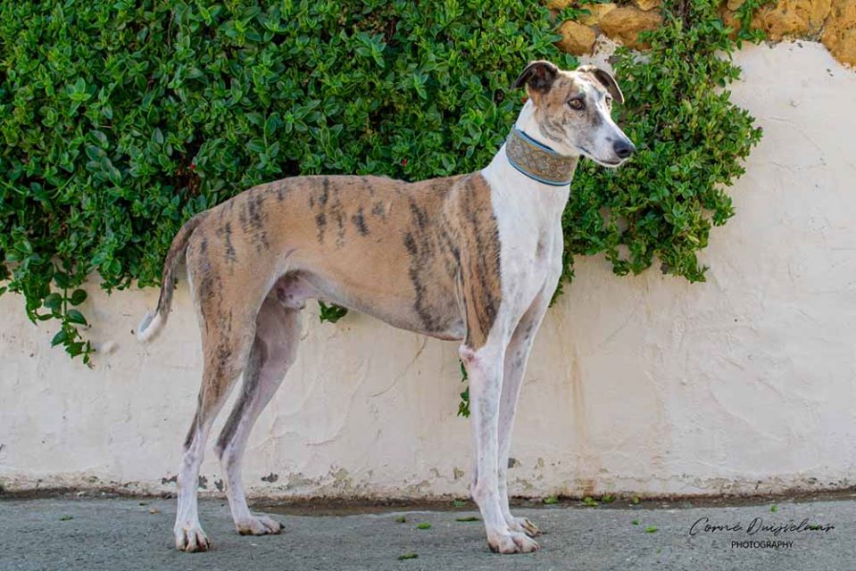 78209493 2670379312983560 4354883245125402624 o - 