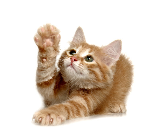 Pet Food Supplies Picture Box